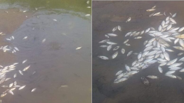 ¿Qué tenía en la cabeza? Lavó tractor sucio de pesticida en caño y provocó mortandad de peces en San Pelayo