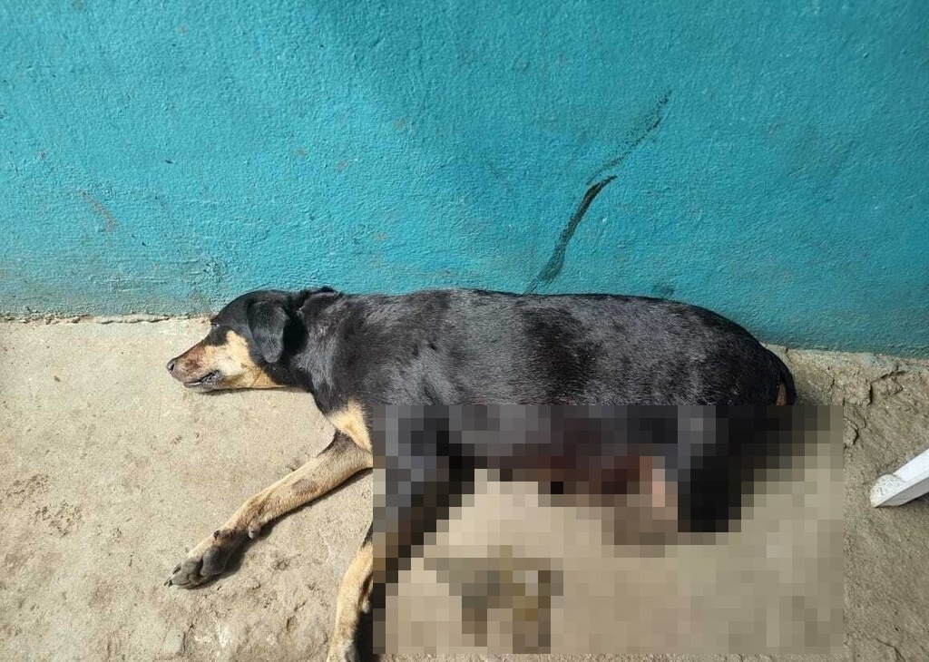 ¡Atarbán, salvaje y sin corazón! Hombre levantó a machetazos a una perrita