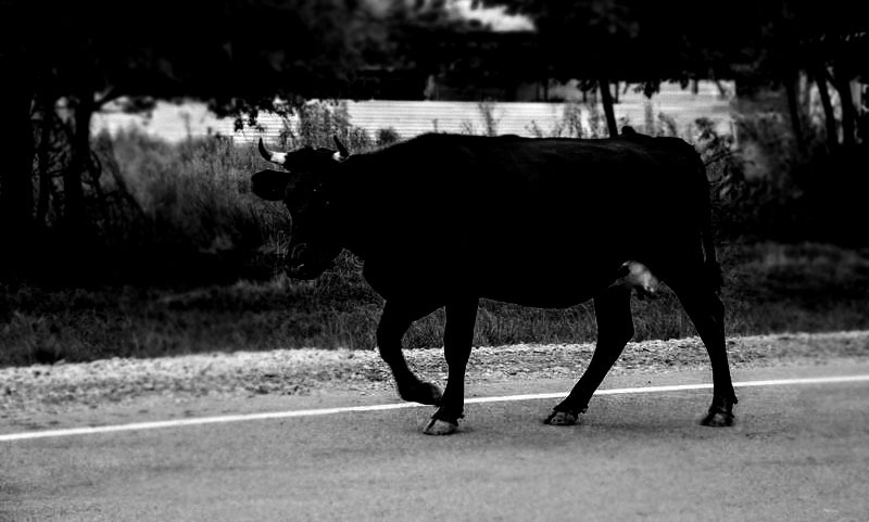 Una vaca negra asusta en las noches a los habitantes en Moñitos, ya se han presentado accidentes