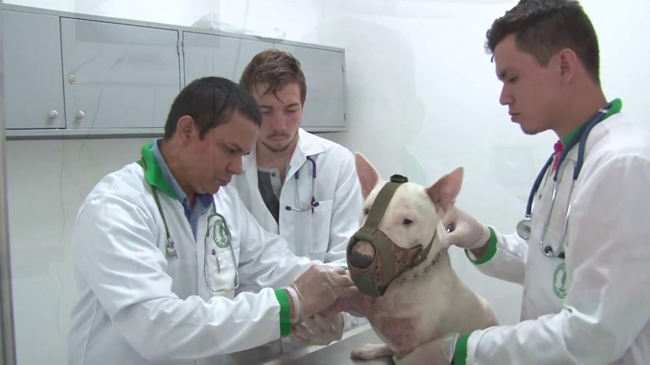Unicórdoba ofrece la primera especialización en el país en Medicina y Cirugía en Animales de Compañía