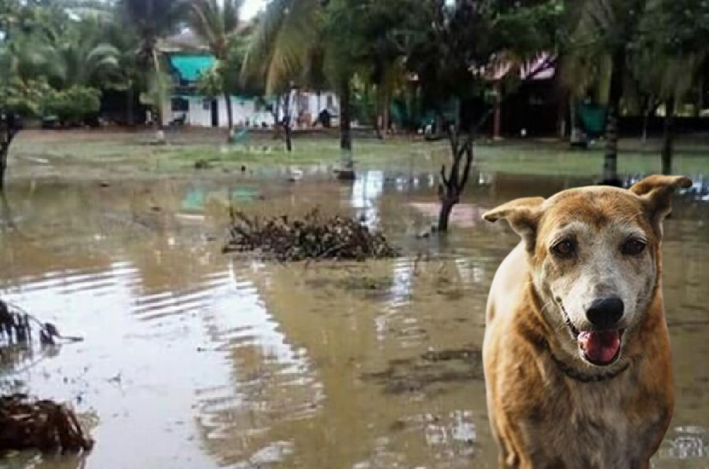 Asociación Amor Animal hace llamado a la Gobernación de Córdoba, se inundó el albergue y necesitan ayuda