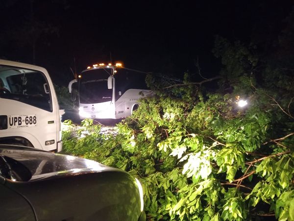 Vientos huracanados tumbaron árboles en la vía El Crucero – El Viajano