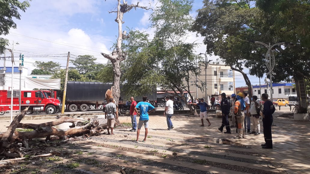 Con vigilancia de la CVS, talaron árboles por peligro inminente en Lorica