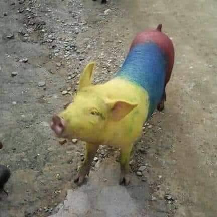 ¿Fanatismo o maltrato animal? Robó el puerco de su vecina y lo pintó de tricolor