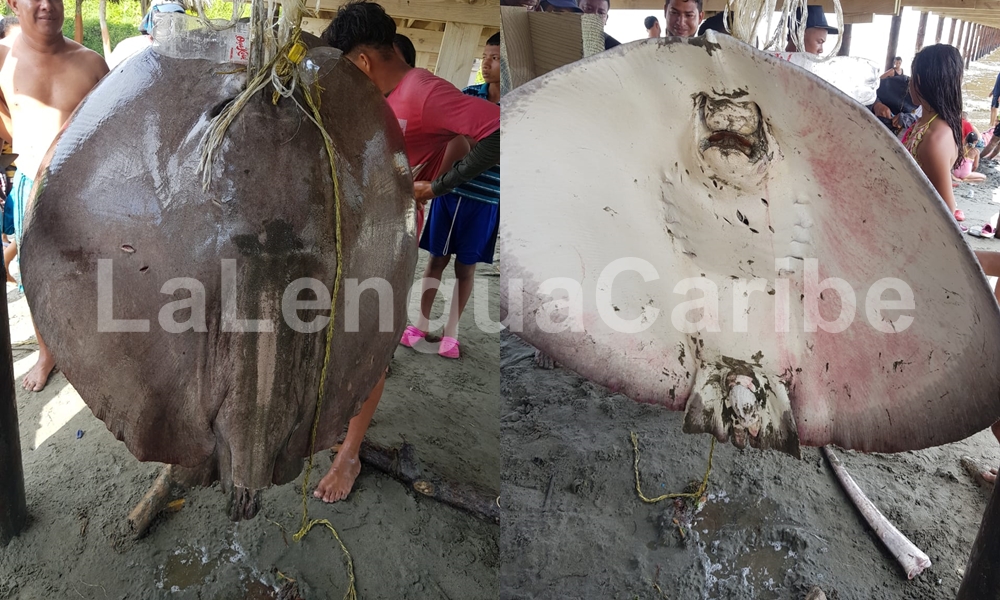 Una raya de más de un metro sorprendió a pescadores en playas de Puerto Escondido