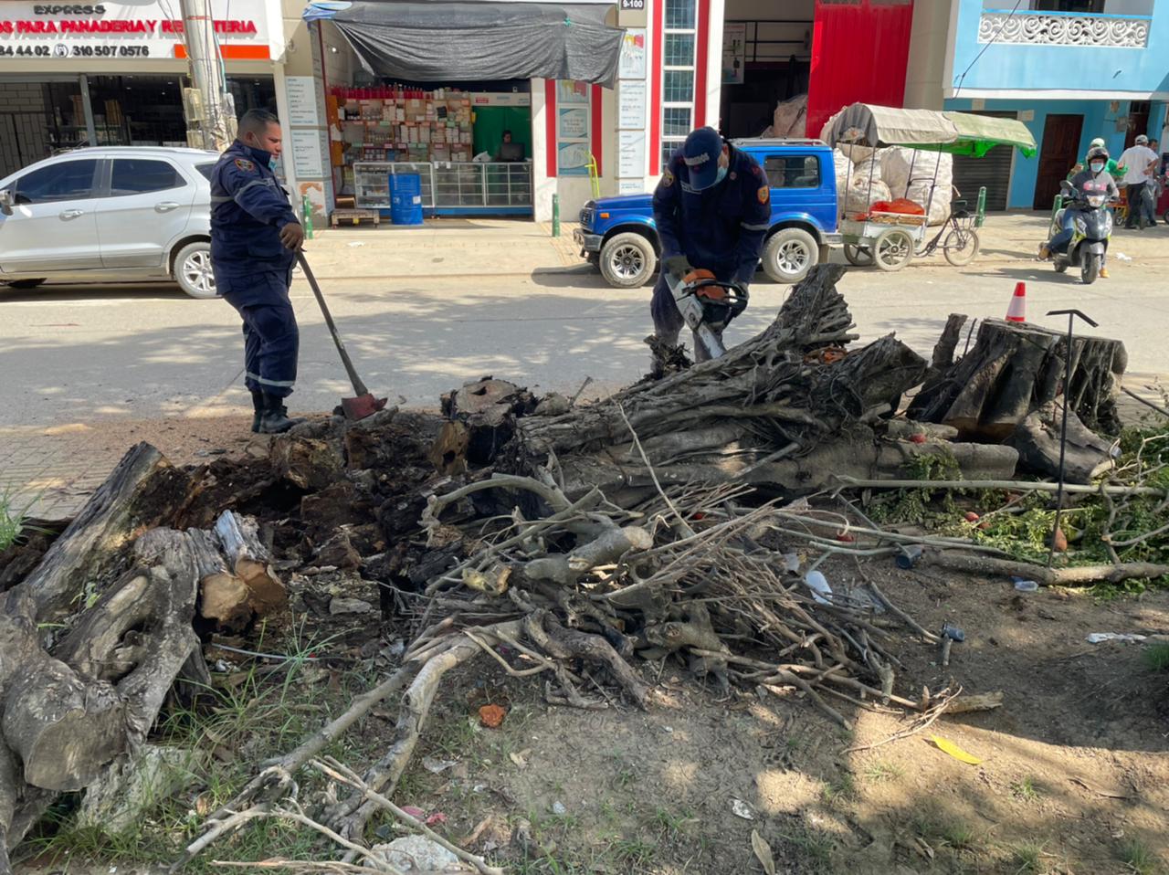 Árbol caído en el Mercado del Sur era un peligro para transeúntes, concejal Eder Pastrana gestionó el retiro