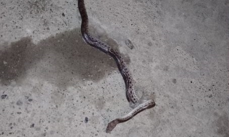 Qué susto: serpiente venenosa estaba dentro de un carro en Montería