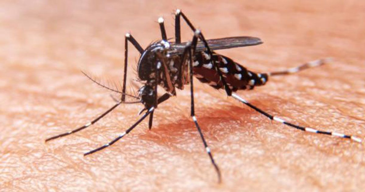 Córdoba aporta el 4.5% de casos de dengue en Colombia