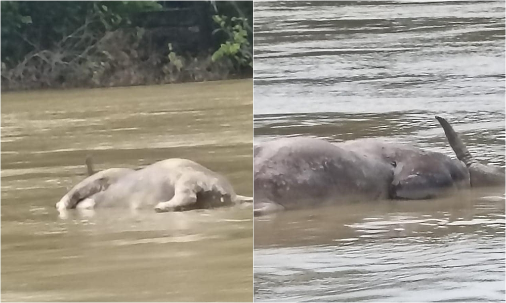 Más contaminación, arrojan vacas muertas al río Sinú en Montería