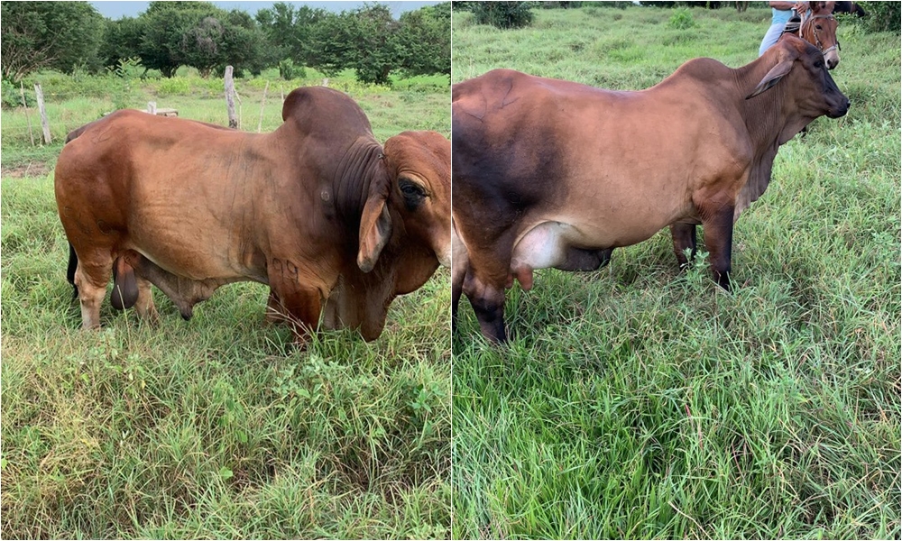 Delincuentes hicieron ‘cachichí’ en finca de reconocido ganadero en Chinú, se llevaron hasta la bomba de fumigar