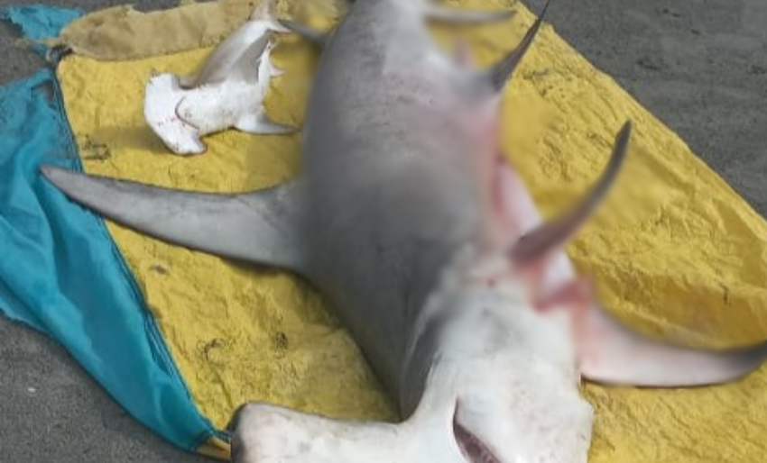 Pescadores sacrificaron tiburón martillo y a su cría en las playas de San Bernardo del Viento