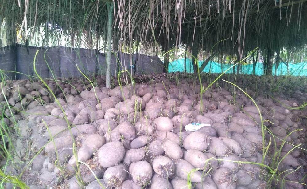 Campesinos en Moñitos reiteran llamado a Minagricultura para no dejar perder toneladas de ñame represadas