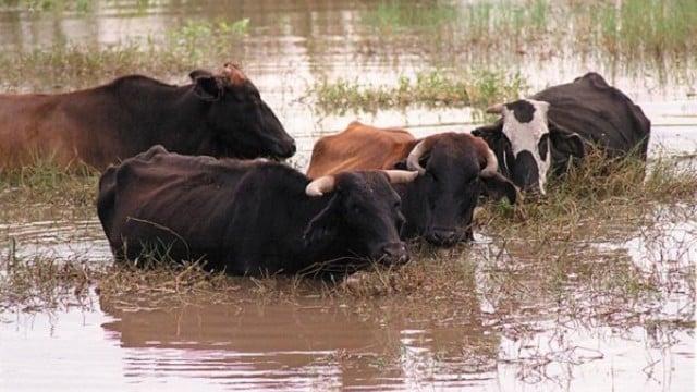 Inundaciones en Córdoba: se han ahogado más de 240 reses y 3.230 han sido desplazadas a zonas altas