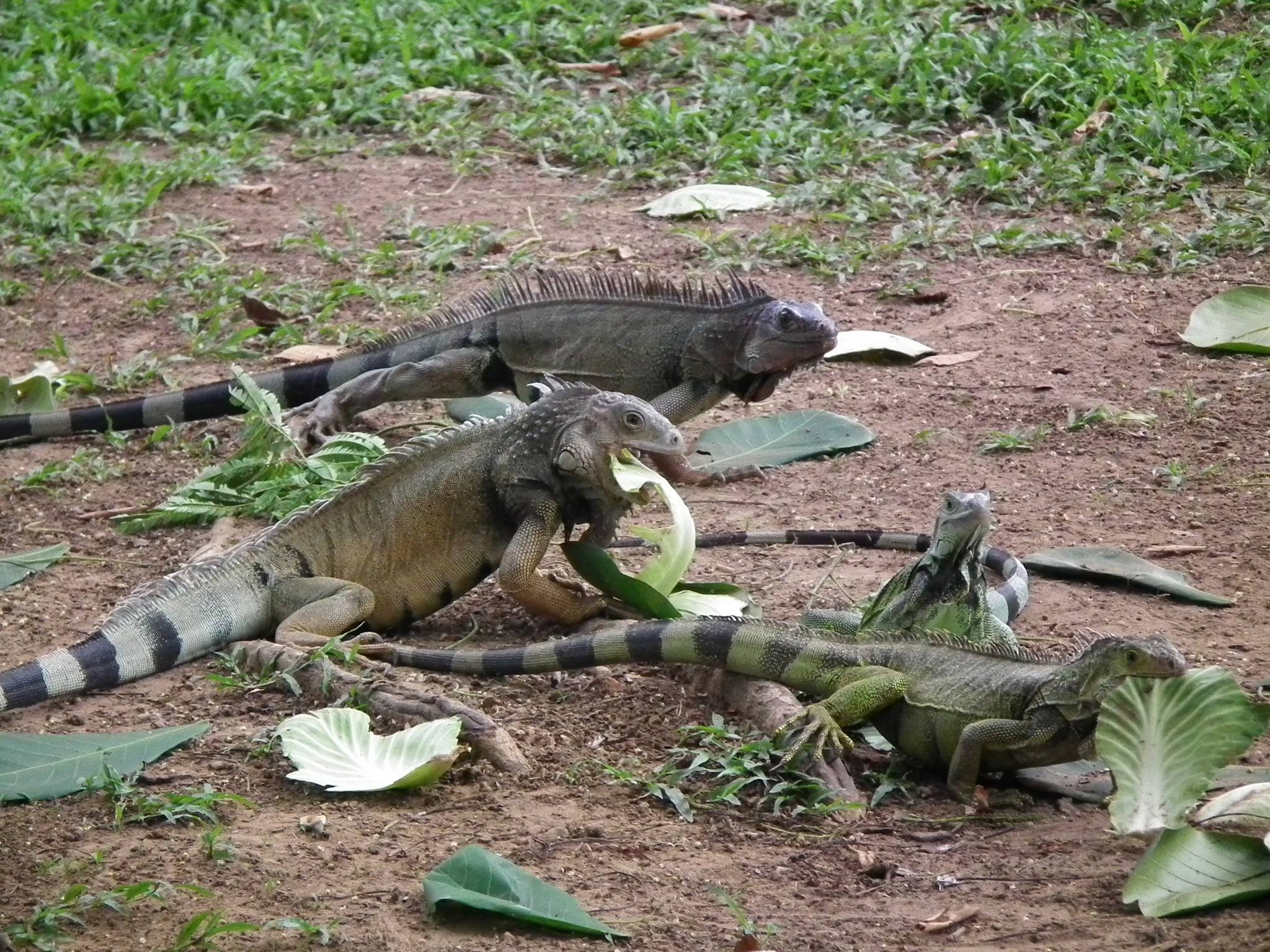 CVS no da crédito a especulaciones que señalan que indígenas comían palomas e iguanas en la Ronda del Sinú