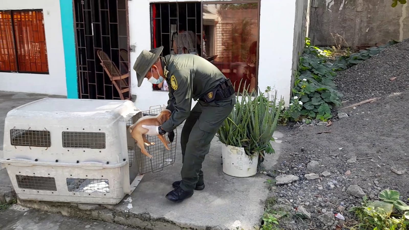 Cachorros abandonados en el barrio Casita Nueva de Montería fueron trasladados a la Fundación Amor Animal