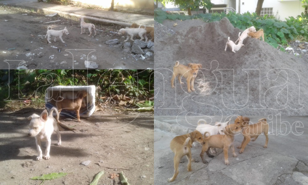 No hay derecho, abandonaron en caja de icopor a siete cachorros en el barrio Casita Nueva de Montería