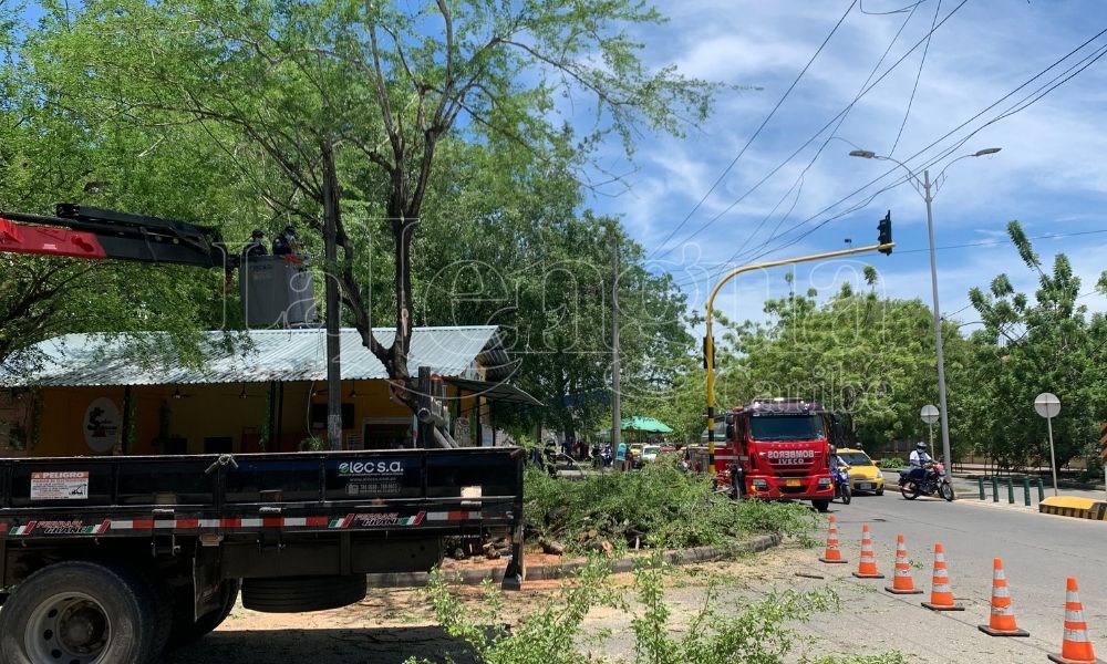 Se evitó una tragedia, autoridades cortaron árbol que amenazaba con caer sobre la 22 con Av. Circunvalar en Montería