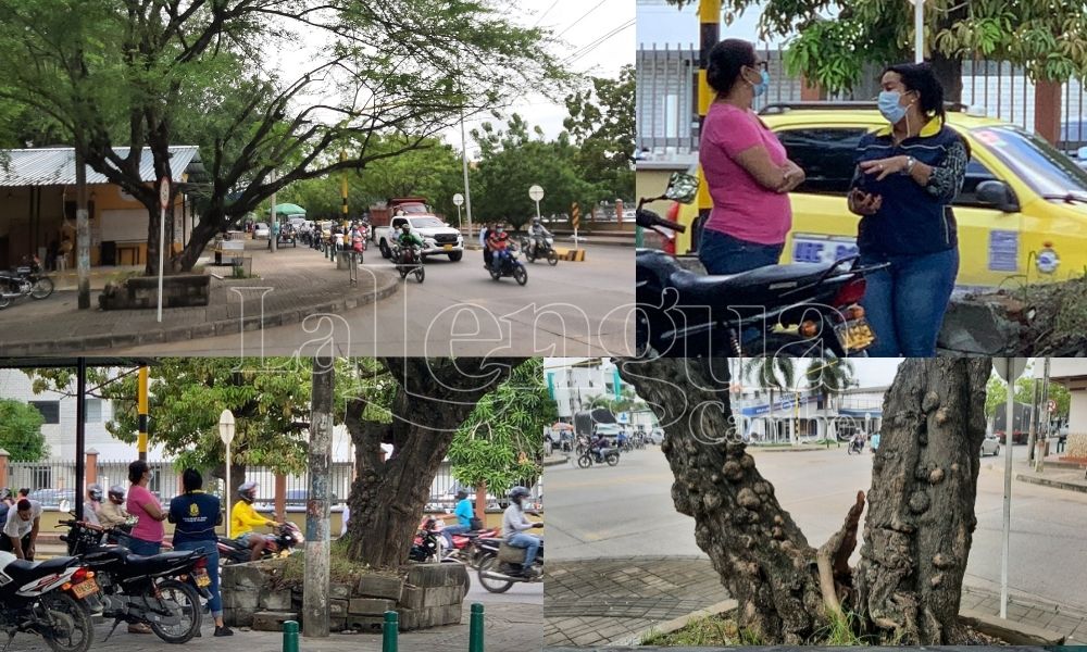 Árbol será cortado, Alcaldía de Montería atendió llamado ante posible tragedia