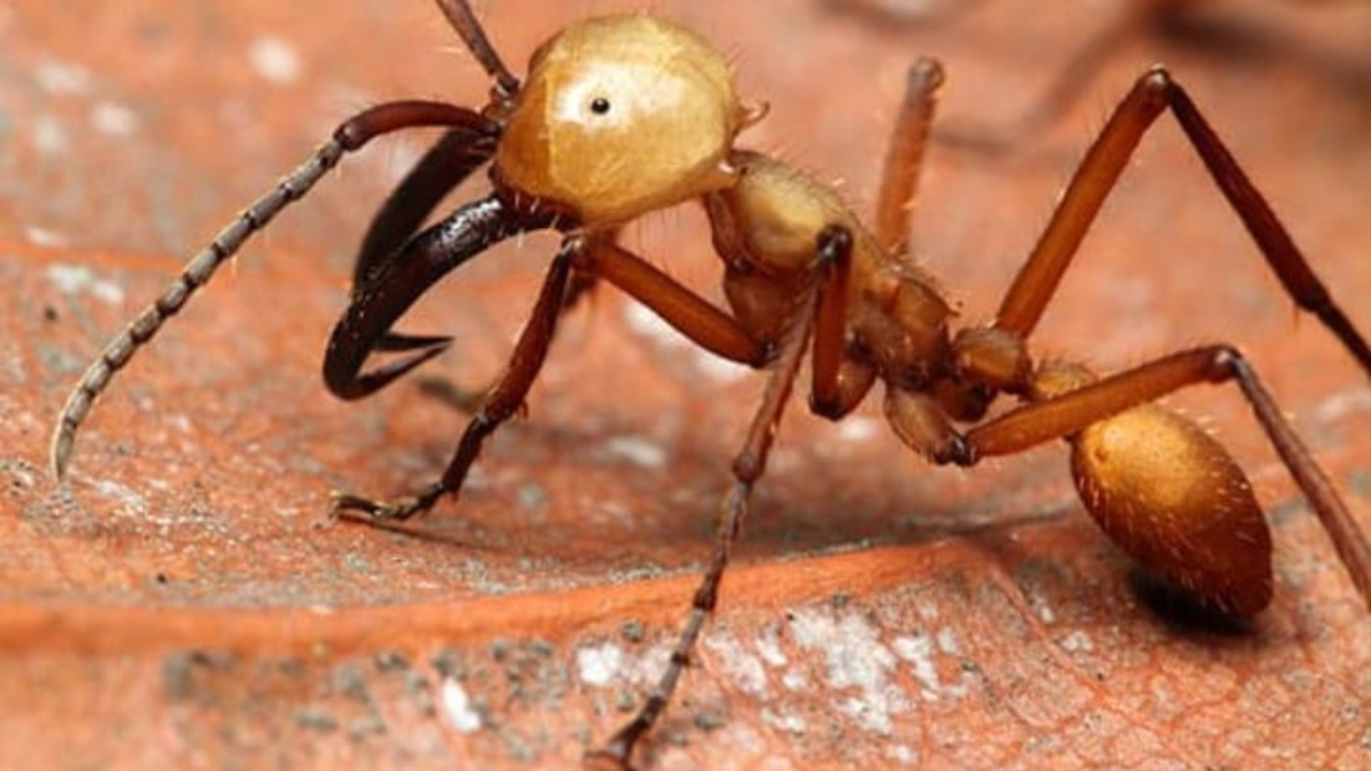 Hormigas carnívoras del Brasil causan estragos en Córdoba y Sucre, se estarían comiendo hasta los terneros