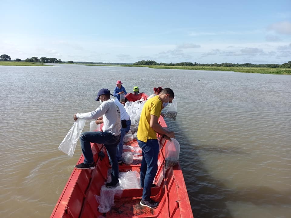 Con 444.000 mil alevinos de bocachico repueblan Ciénaga de Ayapel