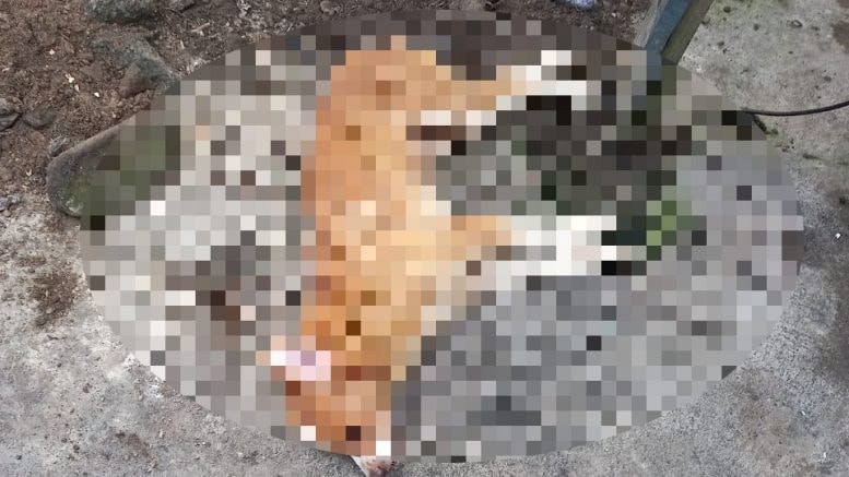 Preocupante, en menos de una semana han envenenado tres perros en un barrio de Montería
