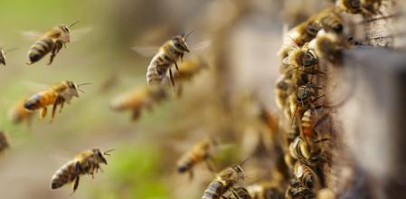 Tres perros muertos y seis heridos dejó ataque de abejas africanas