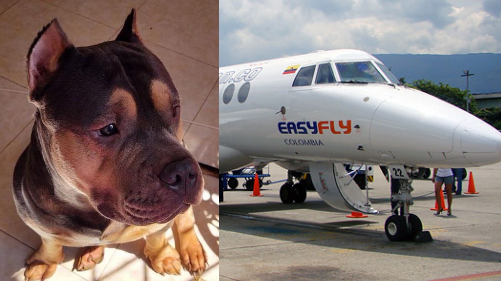 Easyfly recibió millonaria multa por muerte de perro Homero en la bodega de uno de sus aviones