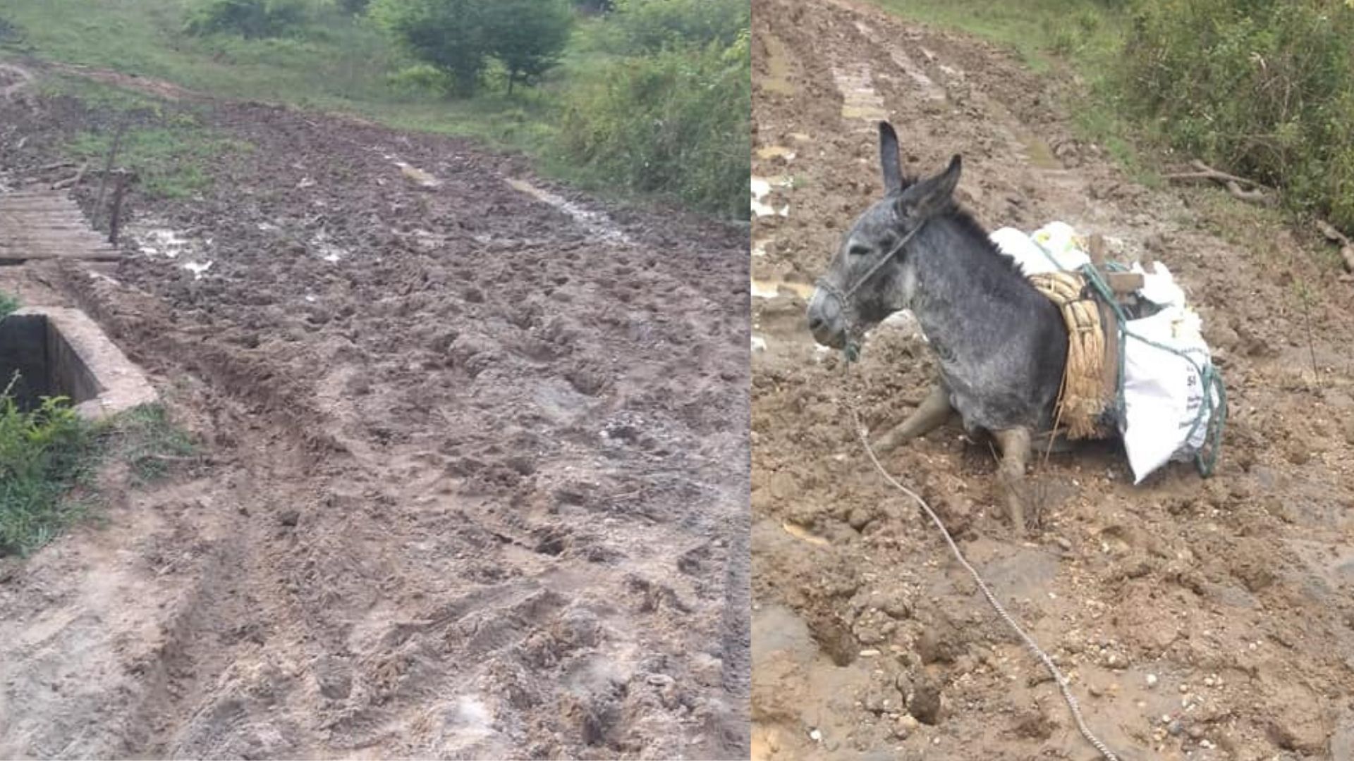 Hasta los burros se atollan por el pésimo estado de las vías en la vereda La Pita, zona rural de Sahagún