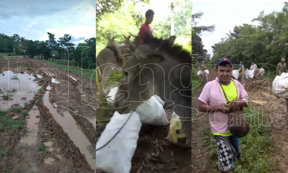 Pésimo estado de la vía en la vereda Gran China de Montería, campesinos sacan sus productos con una “flota de burros”