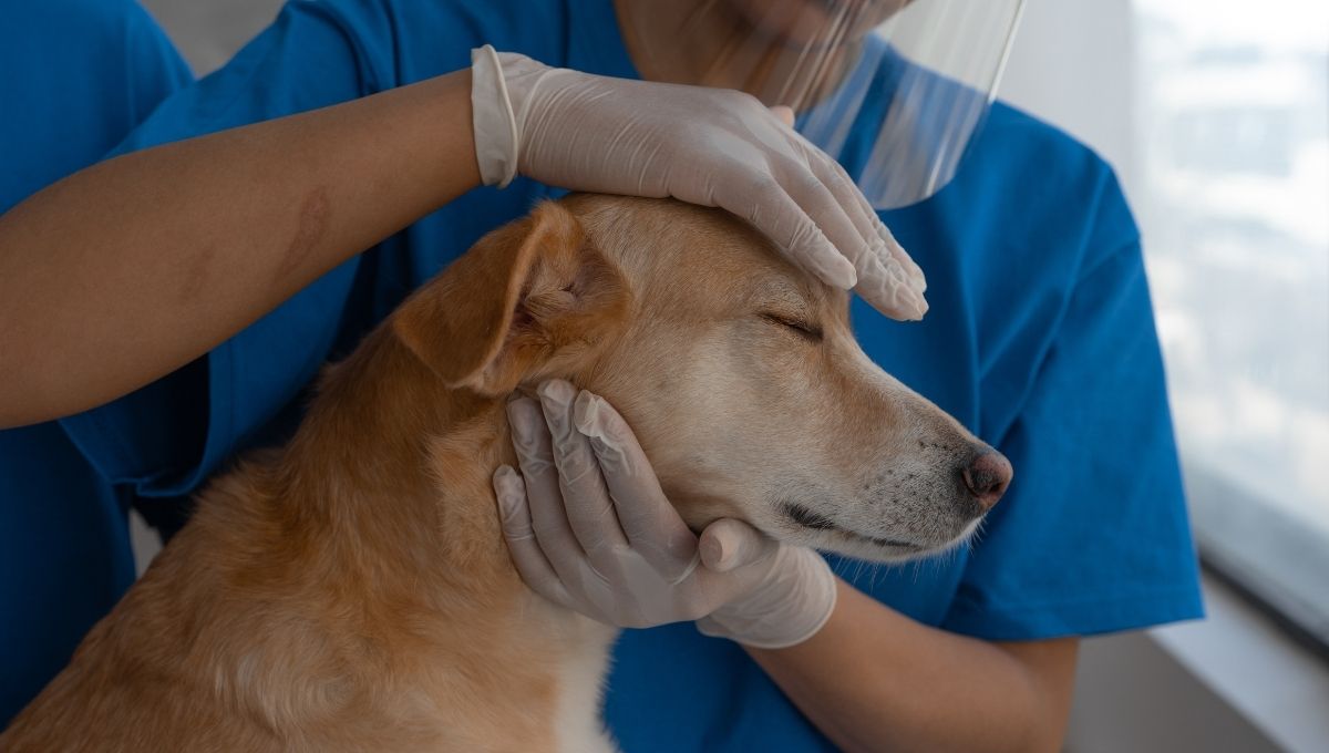 Las mascotas podrían tener su propio Sisben, proyecto de ley llegó al Congreso