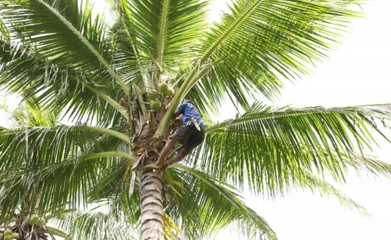 Murió tras caer de un palo de coco en zona rural de Ayapel