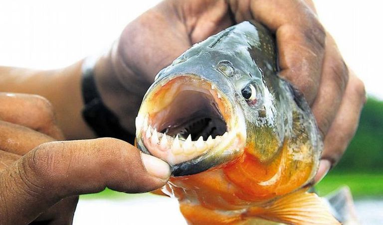 Terrorífico, peces carnívoros atacaron a más de 30 personas