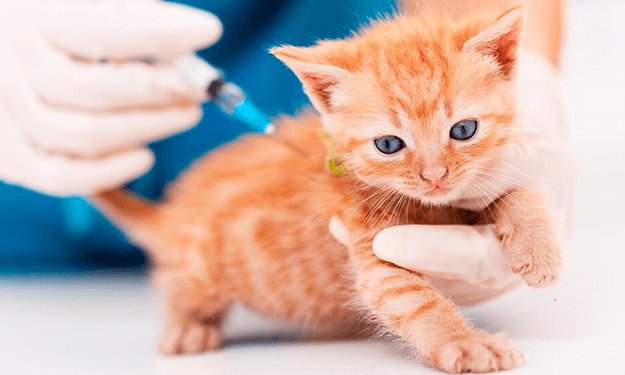 En Montería vacunarán a caninos y felinos contra el virus de la rabia