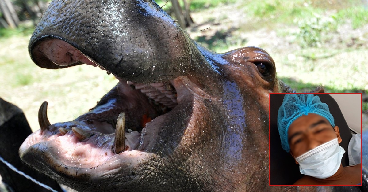 Hipopótamo de la hacienda Nápoles atacó a un pescador