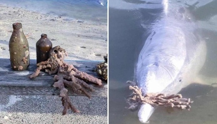 Adorable, delfín trae regalos del fondo del mar a cambio de atención y comida
