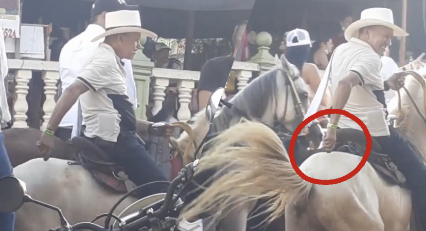 Desalmado que usó pistola taser contra su caballo enfrentará cargos por maltrato animal