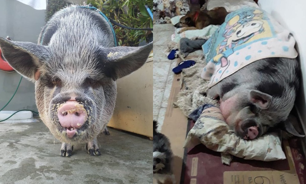 Le vendieron una mini pig y terminó siendo un cerdo de 250 kilos
