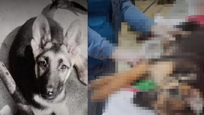 Lamentable, cachorro murió de un paro cardiaco tras estallidos de pólvora
