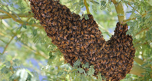 Hombre de 82 años murió tras ser picado por abejas africanizadas