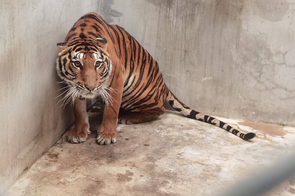 Tigre de bengala le arrancó la mano a su cuidadora