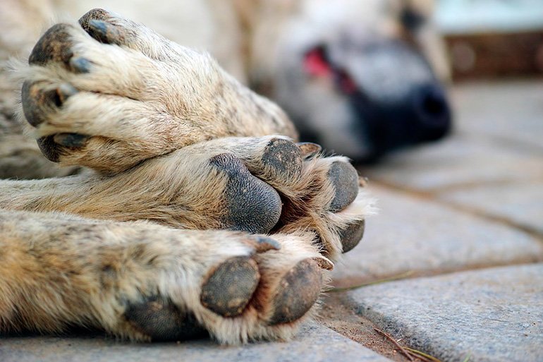 Más de 10 perros han envenenado en Martínez, Cereté: urgente llamado a las autoridades