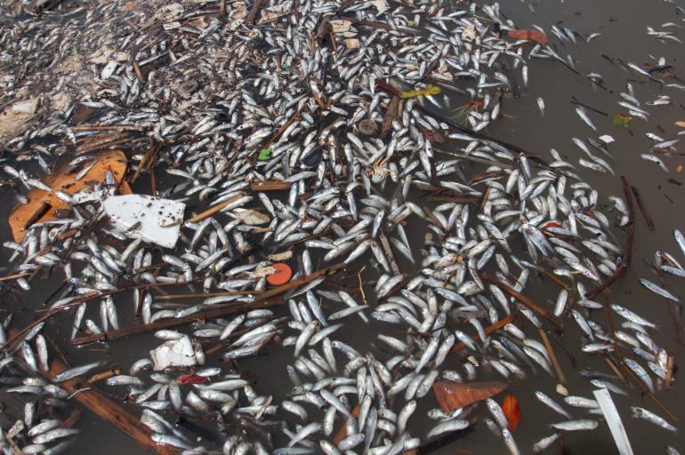 Reportan mortandad de peces en las playas de Puerto Colombia por fuertes vientos y oleaje