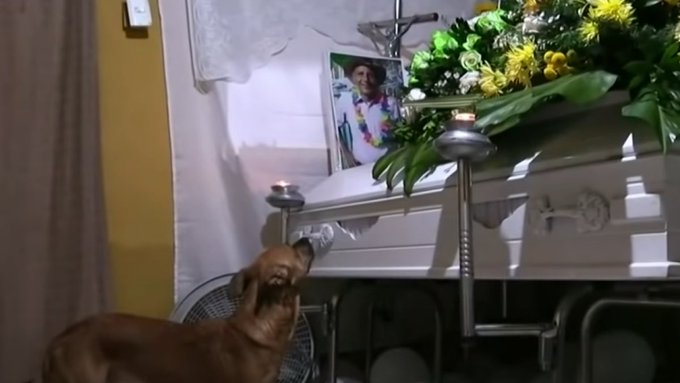Perro no se separa del ataúd de su dueño que murió en el derrumbe en Pereira