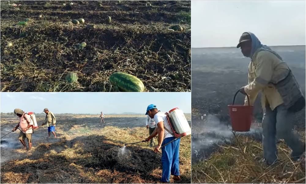 Incendio arrasó con cultivos de patilla en Chimá, agricultores solicitan ayudas