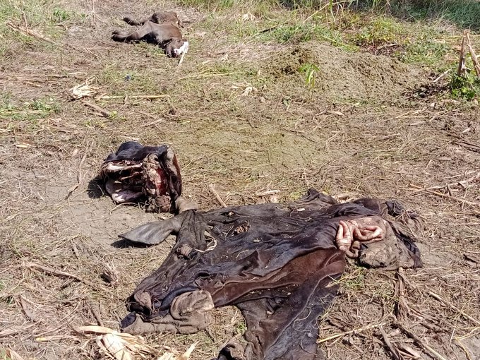 Cuatretos volvieron a hacer de las suyas en zona rural de Cereté, denuncian nuevo caso de carneo y abigeato