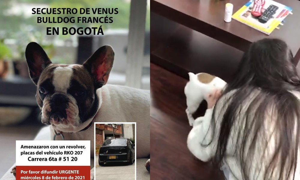 Rescataron a ‘Venus’, perrita por la que delincuentes pedían $2 millones para devolverla a sus dueños