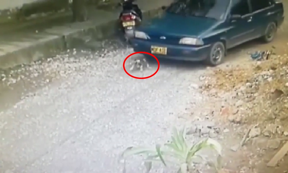 Qué crueldad, conductor atropelló intencionalmente a un perro en Montería