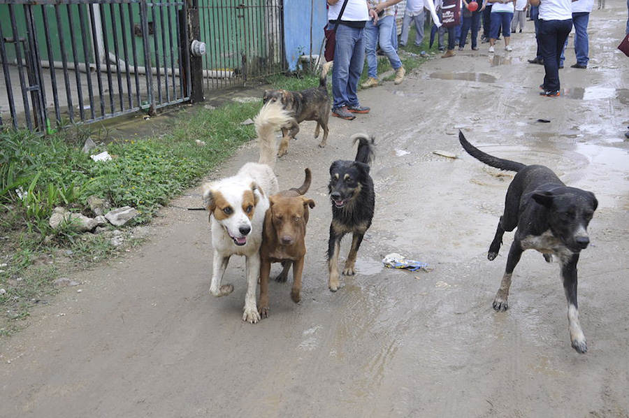 Proliferación de perros callejeros pone en riesgo la salud de habitantes de Los Córdobas, solicitan intervención de la Alcaldía