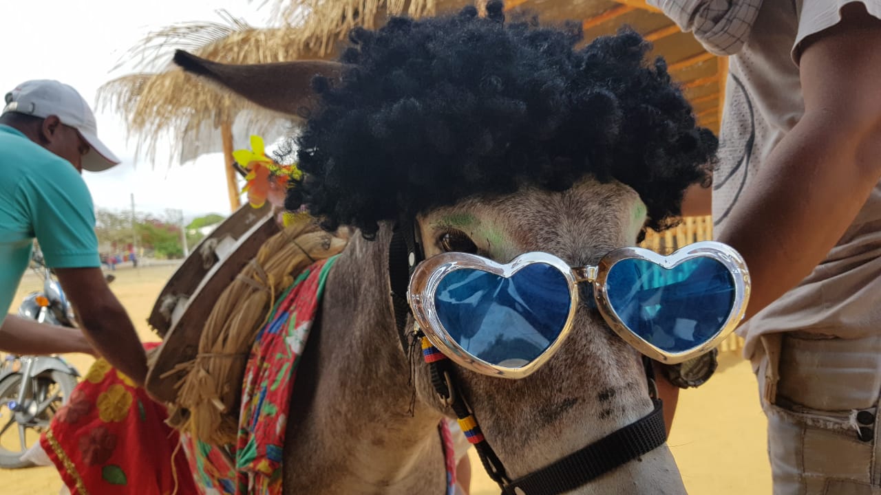 Festival del Burro en San Antero no va, la gente no se quiere vacunar contra el Covid-19