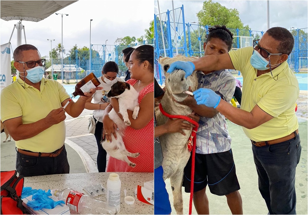 Montería vivirá una semana de salud y bienestar animal